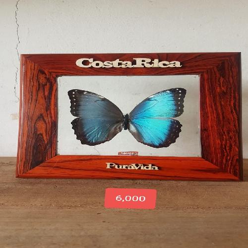 Cuadro  de mariposa